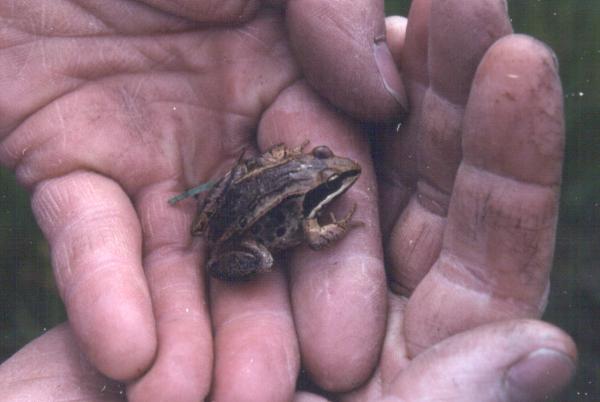 Photo of Lithobates sylvaticus by <a href="http://www.forestry.ubc.ca/resfor/afrf/">Alex Fraser Research Forest</a>